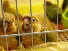 -青石桥花鸟鱼虫市场(叠翠城店)