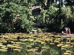 -中国科学院西双版纳热带植物园