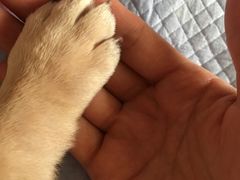 -达爱动物医院·犬猫分区·CT·复杂眼科(远洋山水分院)