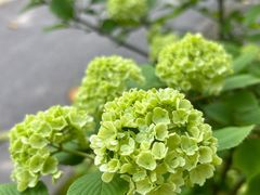 -上海滨江森林公园
