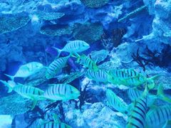 -海合安成都极地海洋公园