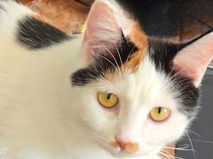 -纳吉亚猫专科动物医院博雅分院