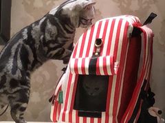 -猫大福·Fortune Cat猫舍(百子湾店)