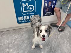 -美联众合爱康动物医院•复杂内科•肿瘤科•牙科•腔镜诊疗中心