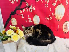 -爱洗澡的猫(望京店)