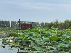 -池杉湖湿地公园