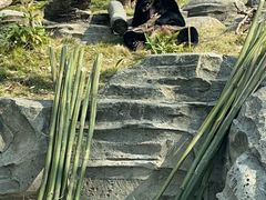 -武汉动物园