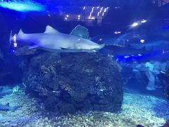 -江和美海洋公园