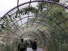-大塘金香草谷