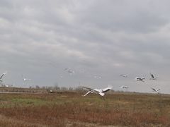-盐城丹顶鹤湿地生态旅游区