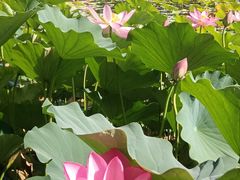 -莲花池公园