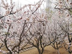 -永定河休闲森林公园