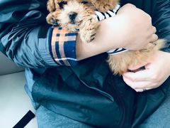 -爱侣宠医·鹦鹉专科·小型哺乳类·异宠专科(灵石路店)