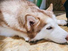 -Husky Go! 哈士奇体验馆·宠物咖啡厅狗咖