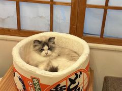 -Let's go狗咖·猫咖·奶狗·桌游(春熙路IFS店)