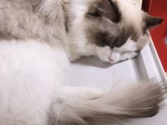 -猫和宫(六道口店)