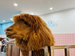-Moni星球萌宠·小马宝莉·灵蛇·高端高阶全萌宠互动体验俱乐部(红豆国际广场店)