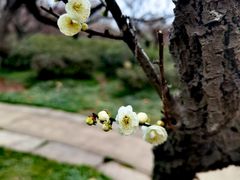 -梅花山(明孝陵内)