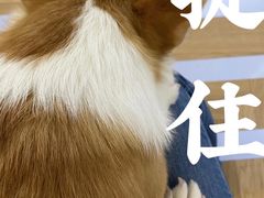 -逗柴咖啡屋·狗咖猫咖宠物桌游