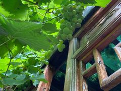 -春晖园度假酒店温泉