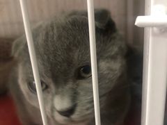 -我爱猫咪·猫咖·狗咖·安哥拉兔·羊驼咖(小寨华旗店)