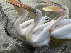 -宁波杭州湾国家湿地公园
