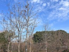 -昆山城市生态森林公园