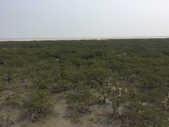 -北海金海湾红树林生态旅游区