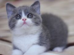 -Bastet sally猫舍购宠(静安店)