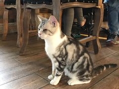 -more than meow吴止猫主题餐厅(承德 中船汇店)