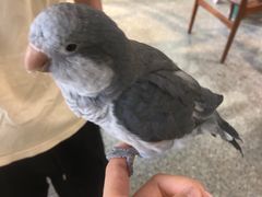 -深圳鸟咖鹦花岛