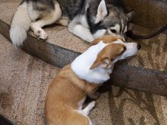 -more than meow吴止猫主题餐厅(承德 中船汇店)