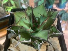 -Rabbit Cafe私房西餐甜点咖啡(栖霞路店)