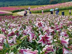 -径山花海