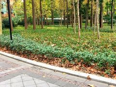 -徐家汇源景区-衡山公园