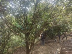 -风云岭森林公园