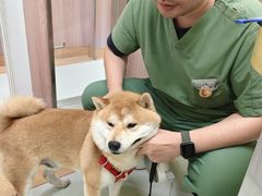 -瑞鹏宠物医院·宠保定点·心脏科·内科(御桥分院)