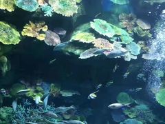 -暹罗海洋世界