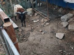 -粮心小农·大头虾亲子生态园(长发店)