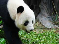 -广州动物园
