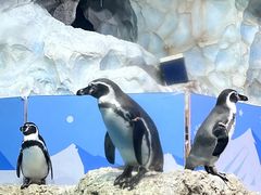 -帝企鹅自助餐厅•儿童岛•真企鹅(长隆企鹅酒店)