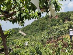 -桃源山庄·水蜜桃采摘·柴火鸡·烧烤团建(龙泉山店)
