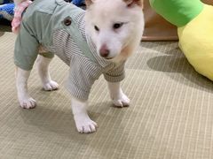 -逗柴咖啡屋·狗咖猫咖宠物桌游