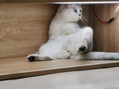 -藏猫猫咖啡主题馆(中央大道店)