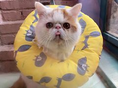 -喵屿·大理花园猫咖