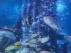 -太平洋海底世界