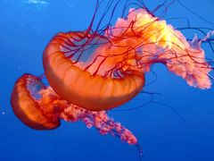 -太平洋海底世界