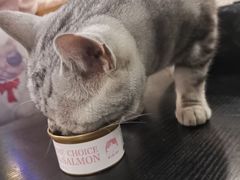 -猫小院猫主题咖啡厅(北锣店)