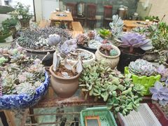 -尼玛藏家风味园(阿山食城店)