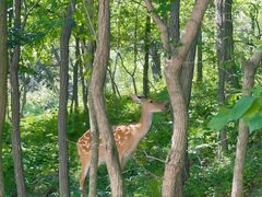 -大连森林动物园